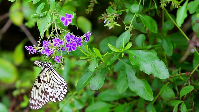 黄蝶挂花传粉HD视频素材