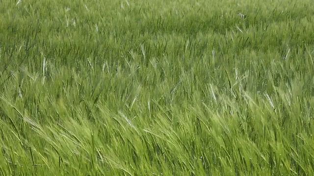 小麦(谷类植物)视频素材