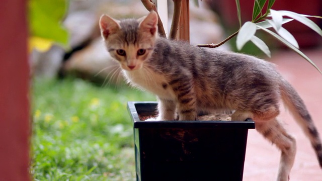 可爱的小猫在花园里视频素材