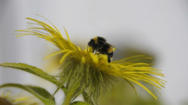 蜜蜂视频素材