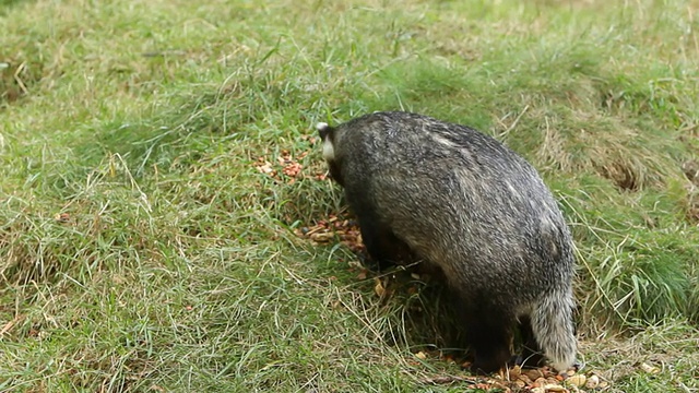 獾喂养视频下载