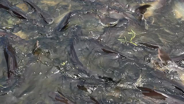 运河里有许多鱼视频素材画面1