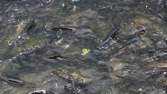 运河里有许多鱼视频素材画面2