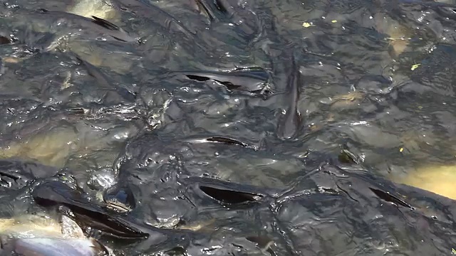 运河里有许多鱼视频素材画面4