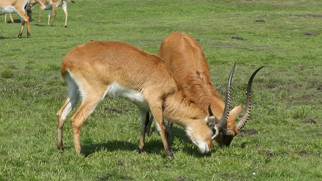 Kafue Flats Lechwe发情视频下载