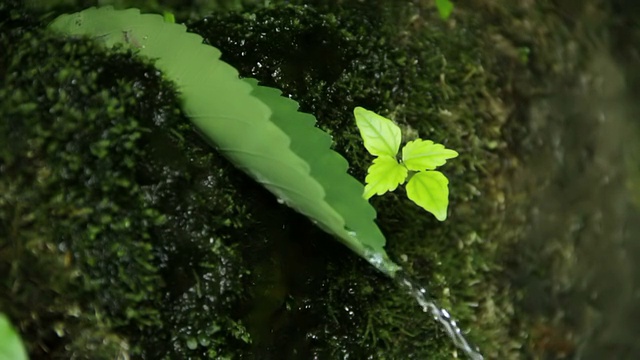 叶子喷水嘴视频下载