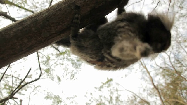 树上的小狨猴视频下载