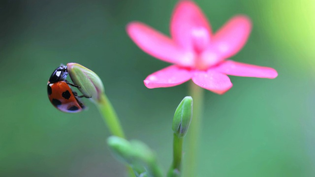 瓢虫(瓢虫)视频素材