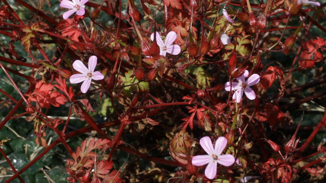 Herb Robert Geranium robertianum高清视频视频素材