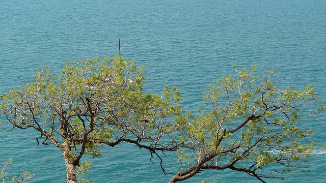 海边有树和船视频素材