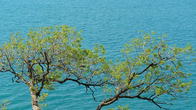 树和海视频素材