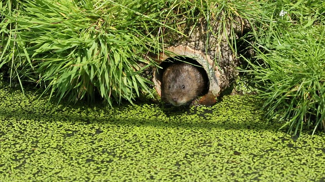 水田鼠视频下载