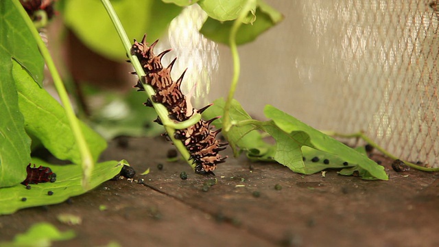 蝴蝶蠕虫视频下载