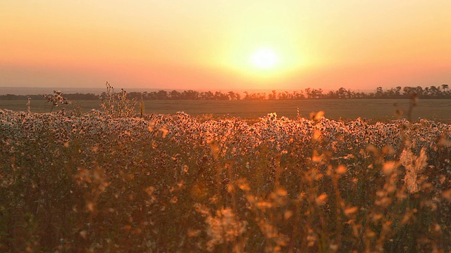 夕阳红天空在田野之上视频素材