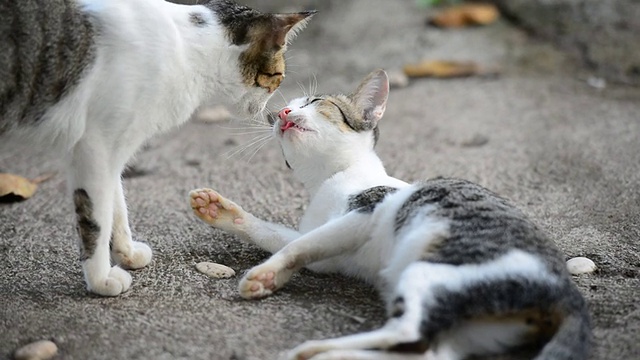 年轻的猫清洁自己视频素材