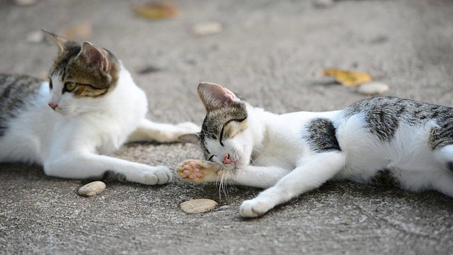 年轻的猫清洁自己视频素材