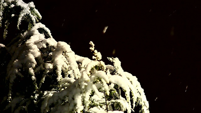 高清:圣诞树下的雪视频下载