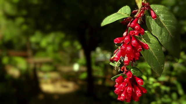 蜜蜂花视频素材