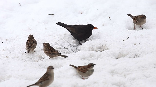 饥饿的鸟与雪视频素材