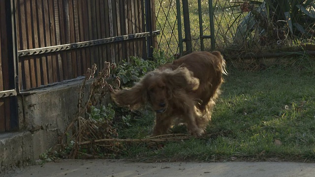 可卡犬的慢动作视频素材