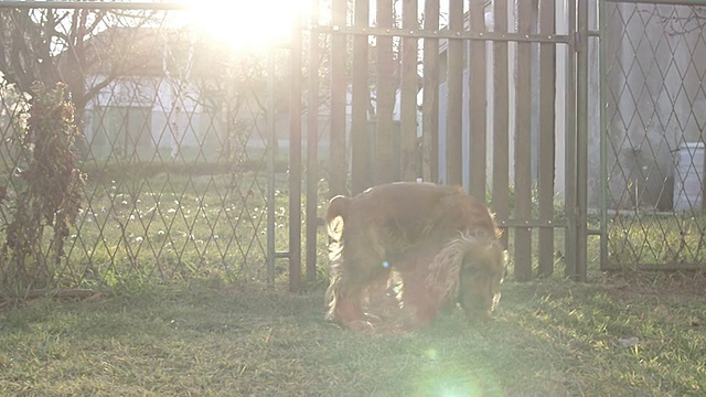 可卡犬视频素材