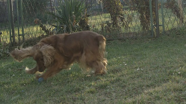 可卡犬的慢动作视频素材