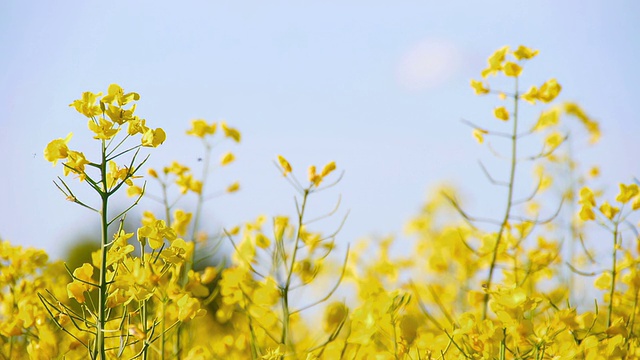 油菜花儿视频素材