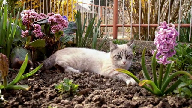 猫躺在花园里视频素材