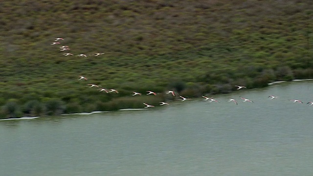 在Camargue / Camargue，瑞士，火烈鸟在海上飞行的MS AERIAL TS照片视频素材