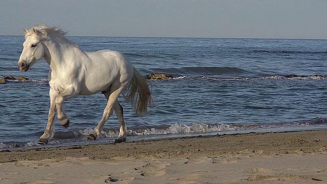 MS TS SLO MO拍摄的Camargue马在海滩上飞驰/圣玛丽德拉梅尔，Camargue，法国视频素材