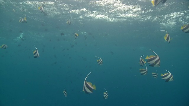 在马尔代夫海面附近的潮鱼群视频素材画面1