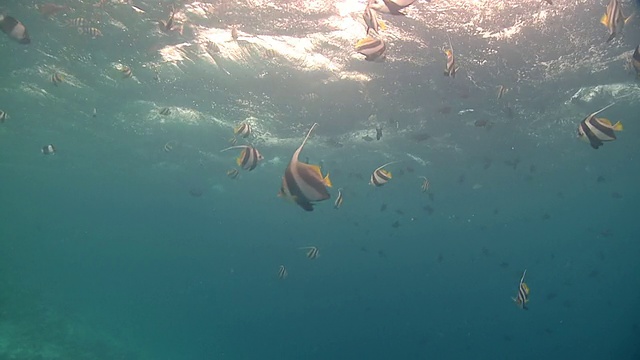 在马尔代夫海面附近的潮鱼群视频素材画面2