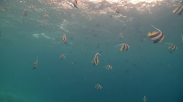 在马尔代夫海面附近的潮鱼群视频素材画面3