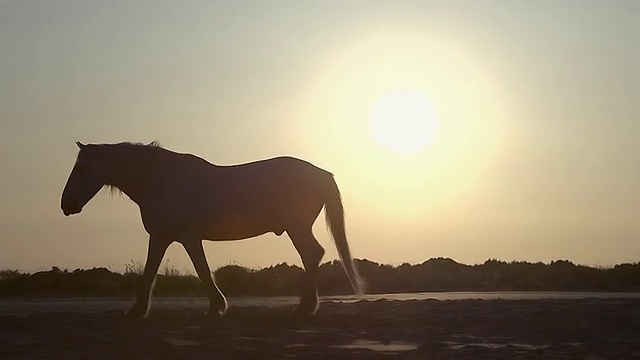 Camargue马在日出的MS剪影/圣玛丽德拉梅尔，Camargue，法国视频素材