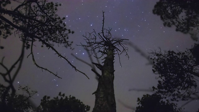 T/L的星空，一个死的腐烂的树桩的时间在一个暴风雨的夜晚视频下载