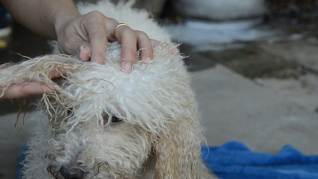 洗澡后梳理湿漉漉的贵宾犬视频素材