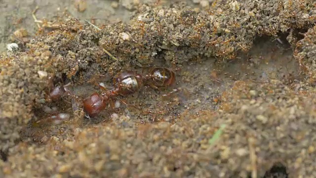 蚂蚁在行动视频素材