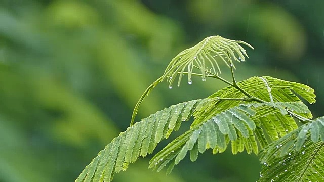 绿叶上的雨视频素材