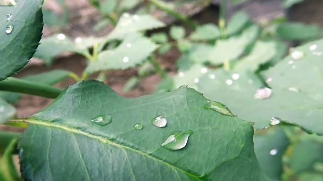 绿叶上的雨视频素材