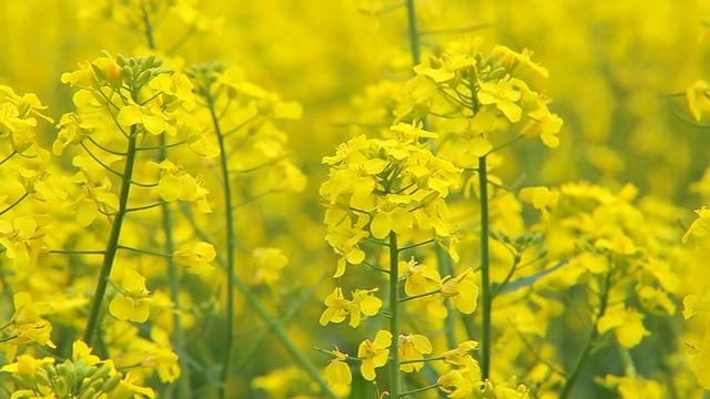 油菜视频素材