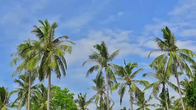 椰子树和天空的时间流逝视频素材