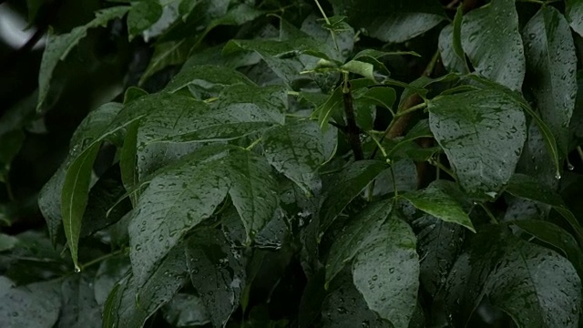 雨路旁的树叶视频素材