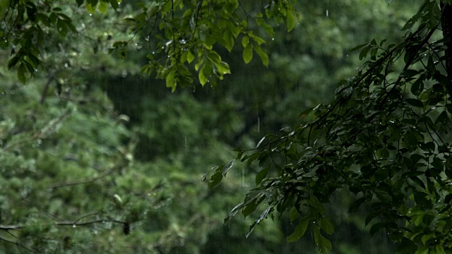 雨路旁的树叶视频素材