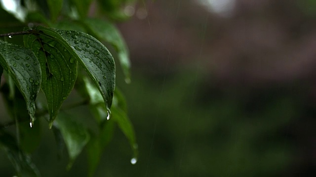 雨叶子特写镜头视频素材