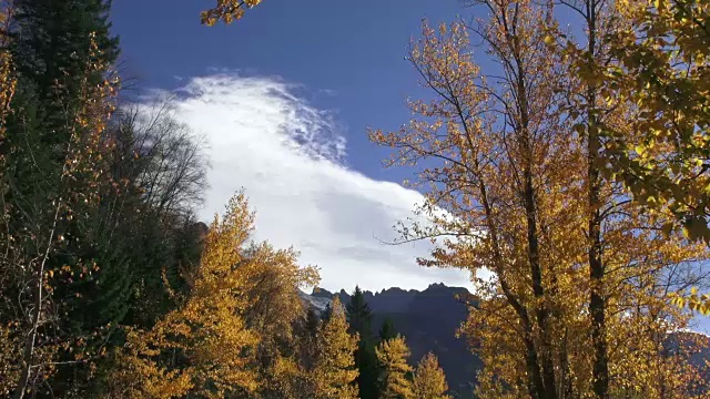 宽阔的金色叶子的树在风中吹拂，锯齿状的山峰在背景中。视频素材