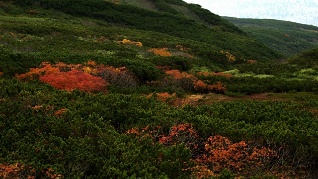 Mt.Asahidake秋叶视频素材