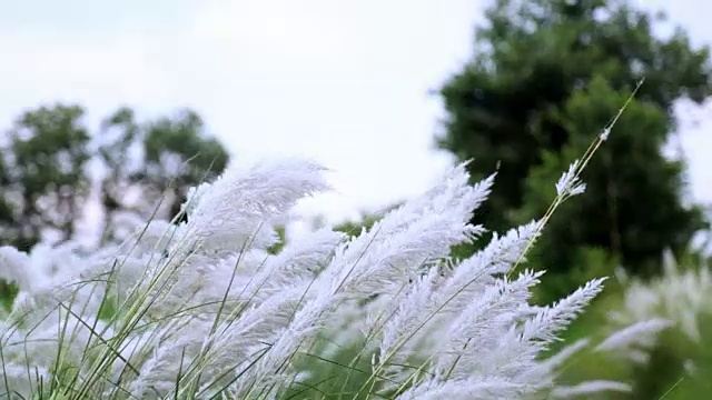 潘帕斯草随风摇曳视频素材