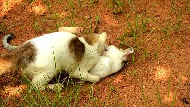 两只家猫在户外玩耍视频素材