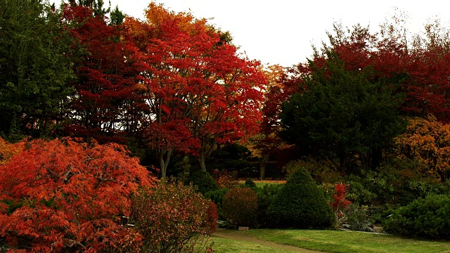 秋叶日本花园视频素材