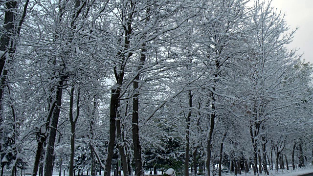 路边的树，雪已经堆积在树上视频素材